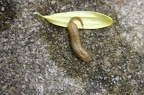 Gross Larvae