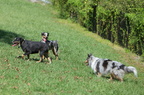 Dog Park 10-23-2011